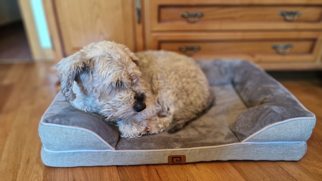 Yuka, perro del editor, probando el sofá cama EHEYCIGA