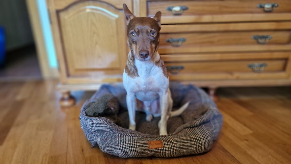 Loki, perro del editor, probando la cama donut Ombala Lauren