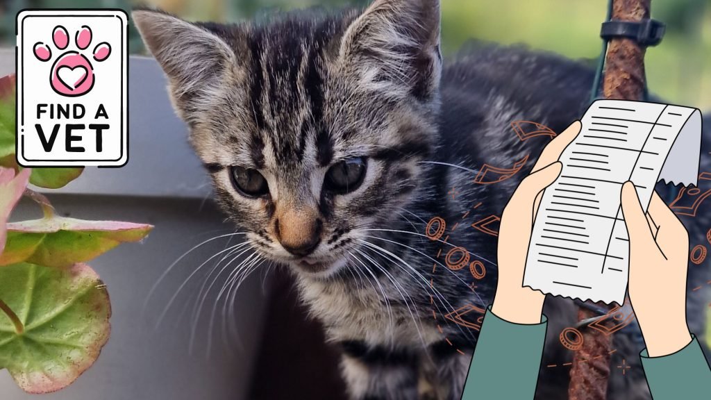 factura del veterinario de mi gato Castle