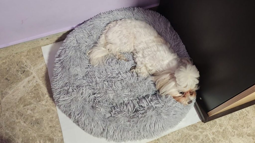 cama donut para perros TOHDNC relajante con un bichón maltés