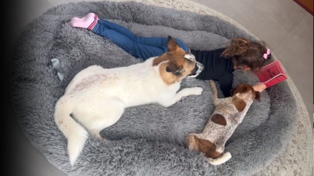 cama para perros y personas InnovaGoods Human Dog Bed XXL, con una niña y dos perros