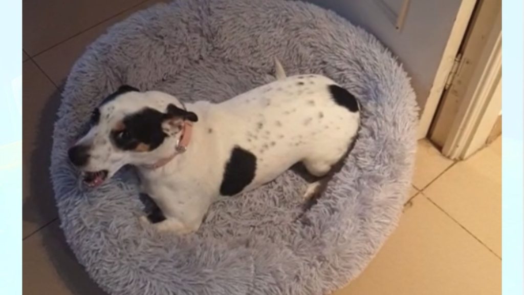 cama para perros relajante o antiestrés gris UUEMB