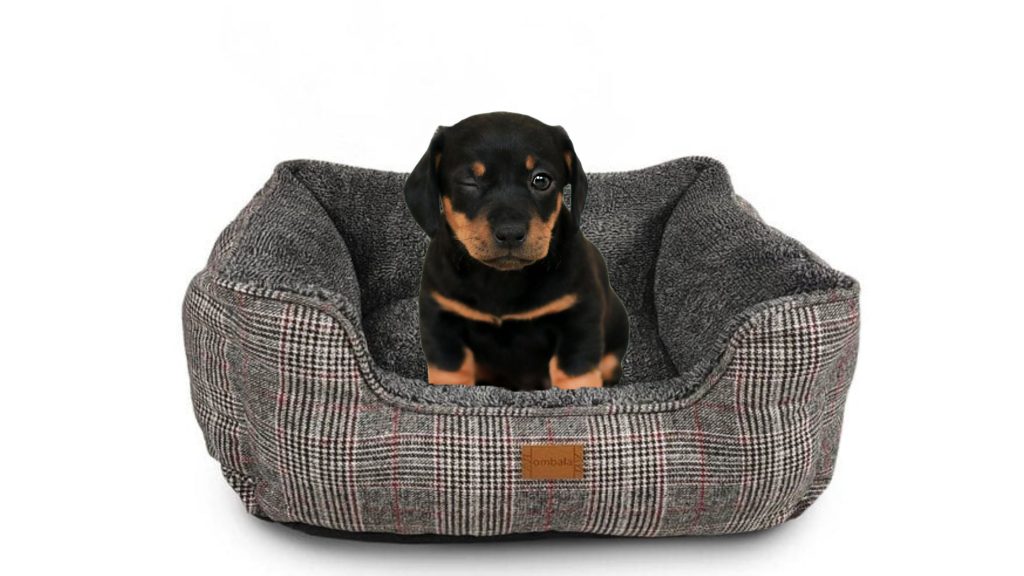 mejor cama para cachorros, cama OMBALA LAUREN gris con un cachorro de rotweiller