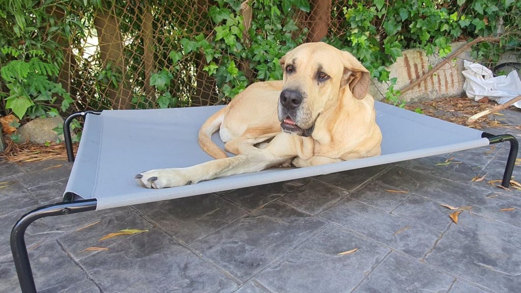 Cama elevada para perros Amazon basics, con mastín de 75 Kg encima