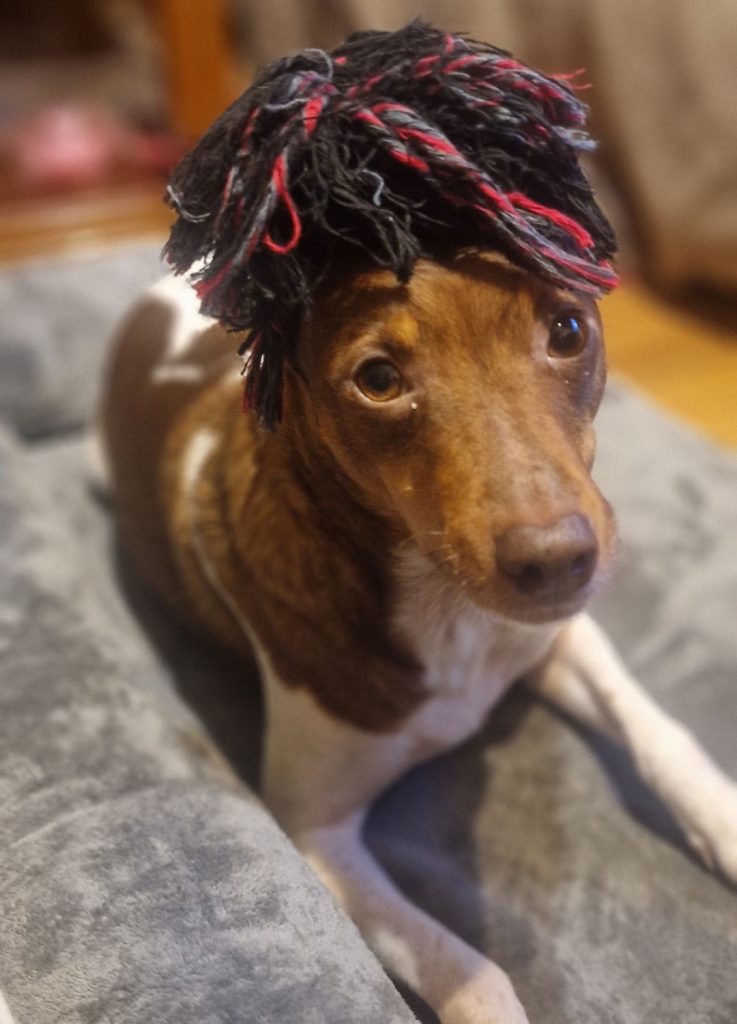 Loki, perro del editor de mierdasparaperros, Juan Fernández