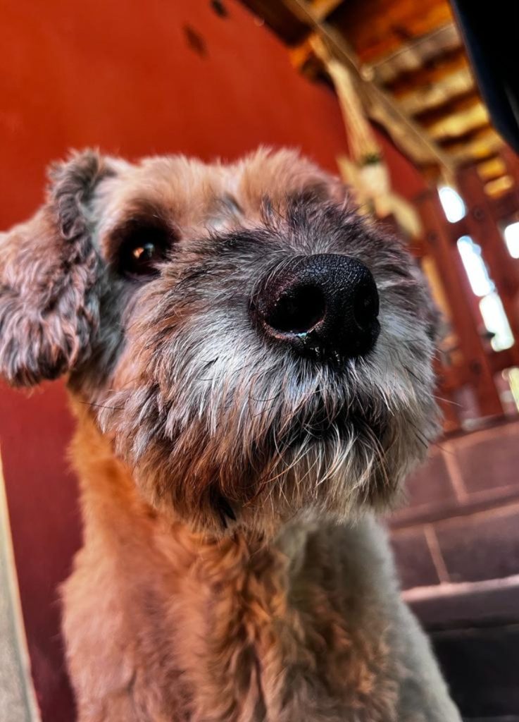 Yuka, perra del editor de mierdasparaperros, Juan Fernández