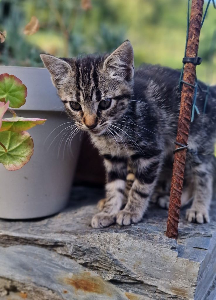 Castle, gato del editor de mierdasparaperros, Juan Fernández