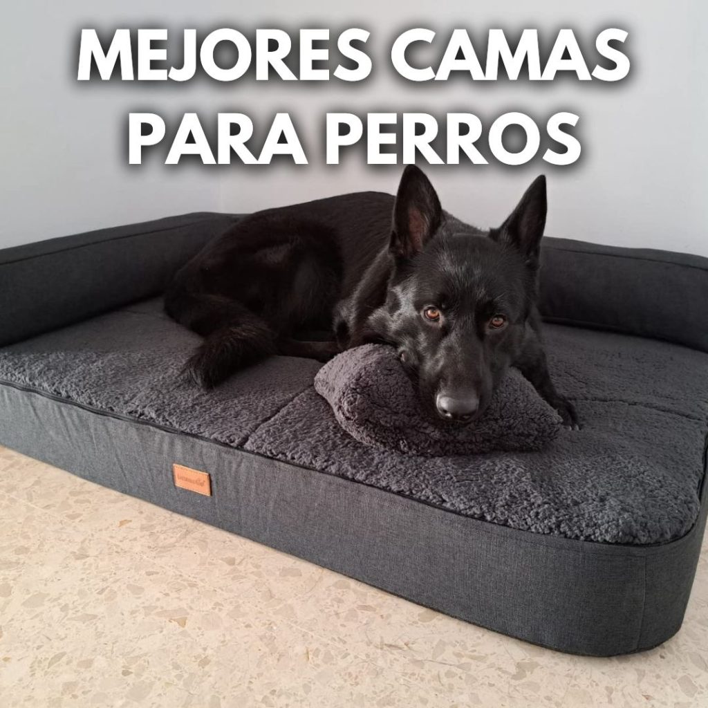 Mejores camas para perros, perro negro con cojín encima de un sofá cama
