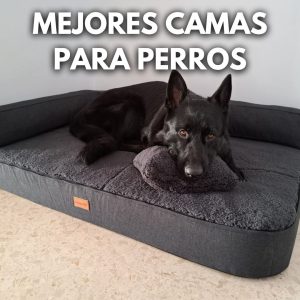 Mejores camas para perros, perro negro con cojín encima de un sofá cama