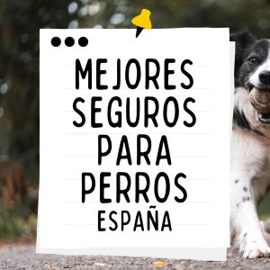 MEJORES SEGUROS PARA PERROS DE ESPAÑA