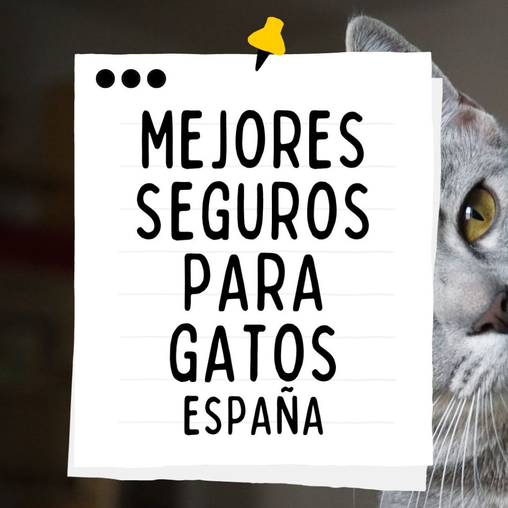 MEJORES SEGUROS PARA GATOS DE ESPAÑA