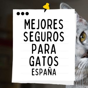 MEJORES SEGUROS PARA GATOS DE ESPAÑA