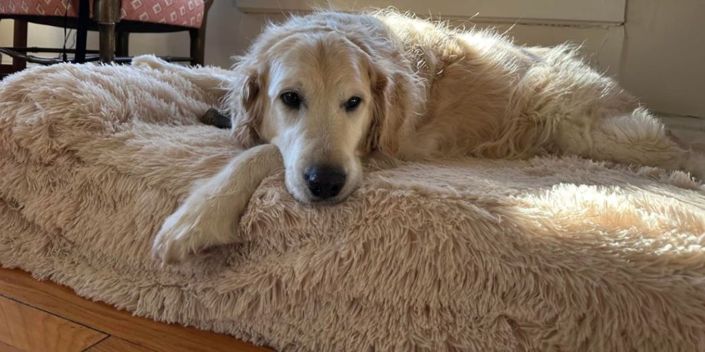 KOPEKS cama ortopédica para perros. Imagen con Golden encima de ella.