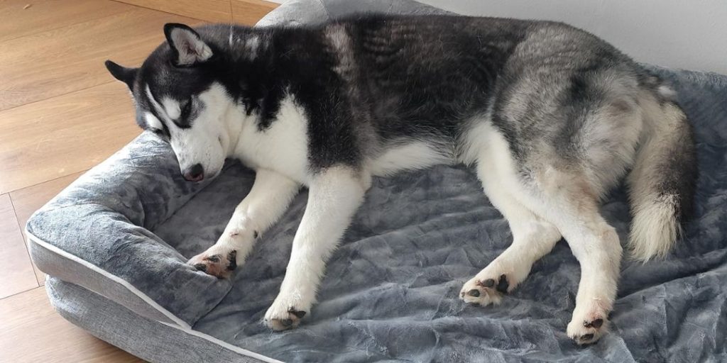 EHEYCIGA Cama Perro Grande, Cama Perro Impermeable Lavable con Espuma Viscoelástica, Sofá Perro Ortopedica Desmontable con husky encima