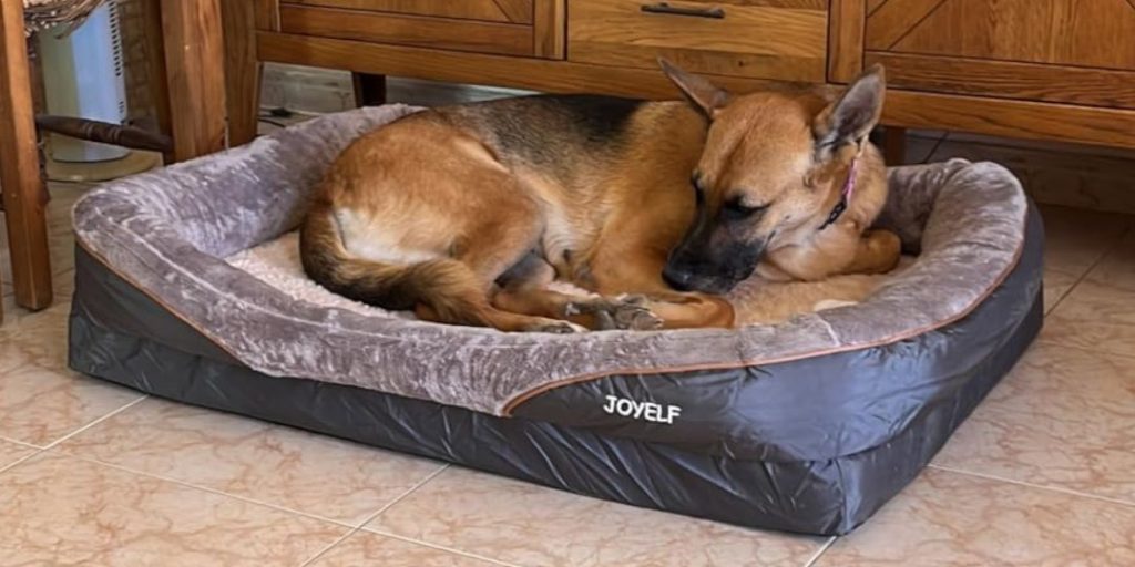 JOYELF X-Large Cama de Espuma viscoelástica Pastor alemán
