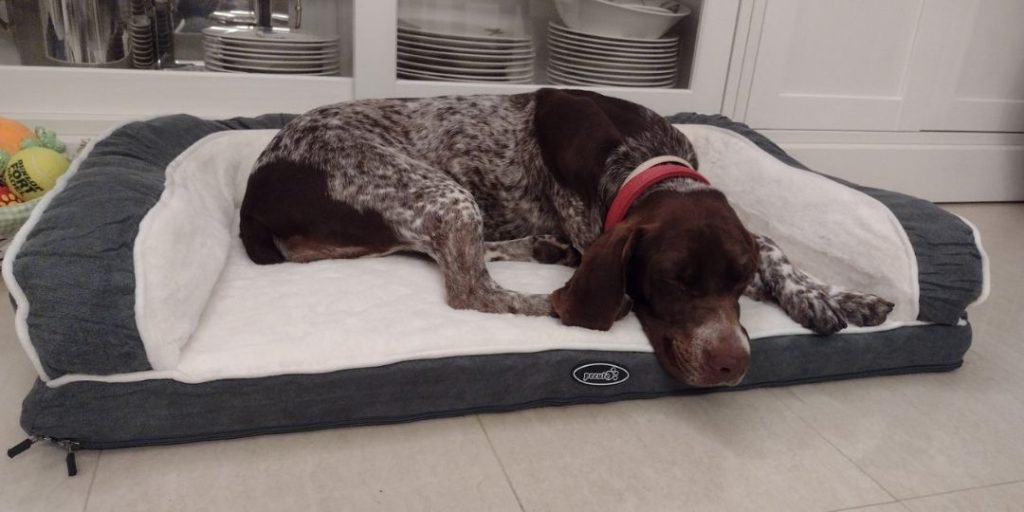 Pecute Cama Perro Ortopédica con perro de caza encima