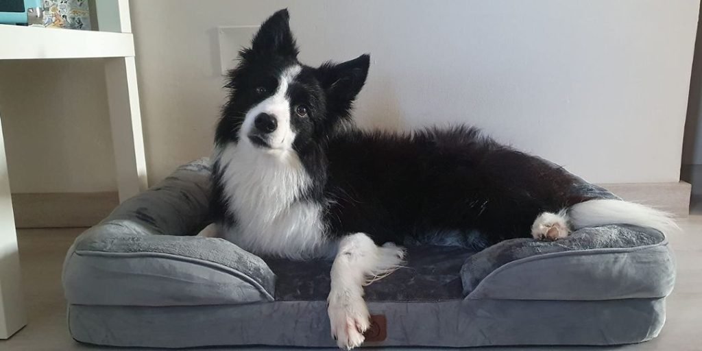Bedsure Sofá Perro Ortopédico con border collie blanco y negro encima