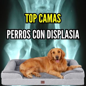 Mejores camas para perros con displasia de cadera