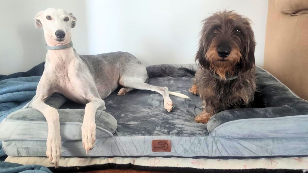 Bedsure Sofá Perro Ortopédico con galgo y otro perro encima