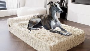 KOPEKS cama ortopédica para perros. Imagen con Galgo encima de ella.