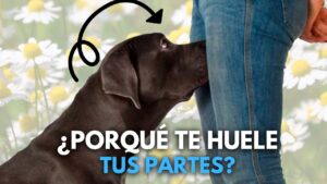 ¿Porqué mi perro me huele mis partes íntimas?