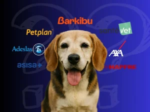 Seguros para perros mayores: opciones y precios